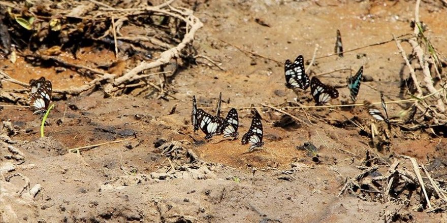 Kelebek yetiştirerek hem doğaya hem ailelerine sahip çıkıyorlar