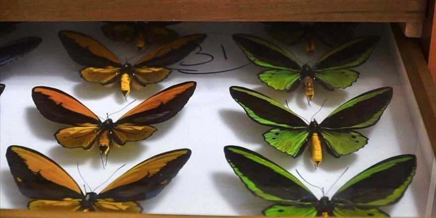 Türkiye'nin böcekleri 82 yıldır bu müzede sergileniyor