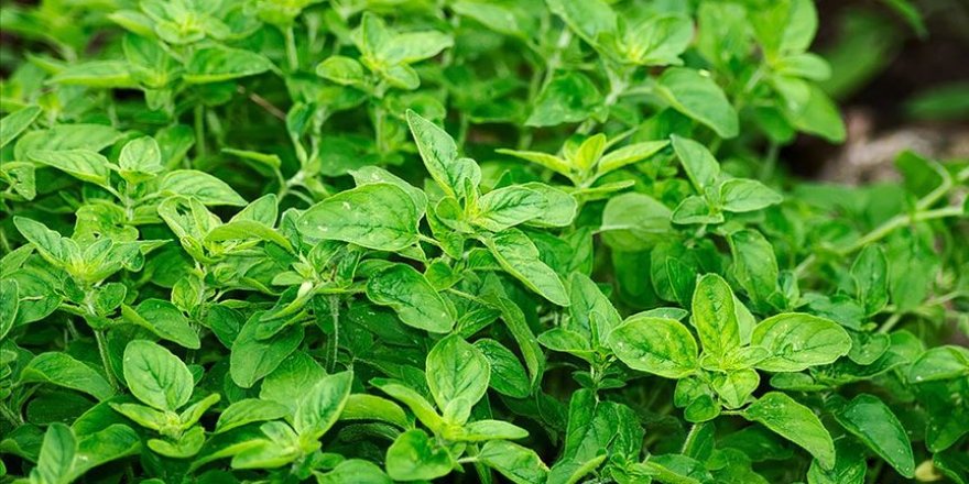 Kekik alan artık türünü de bilecek