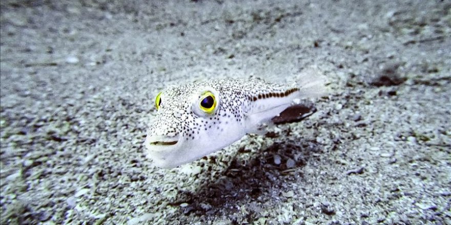 Balon balığı Akdeniz'in ekolojisine ve ekonomisine zarar verdi