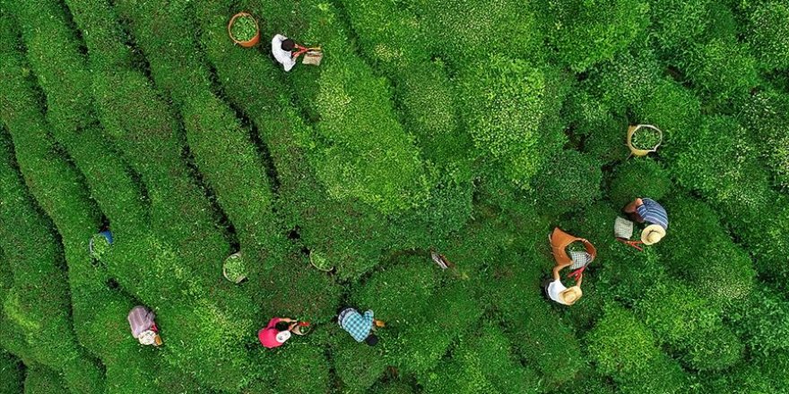 Yaş çay üreticilerine fark ödemesi desteği