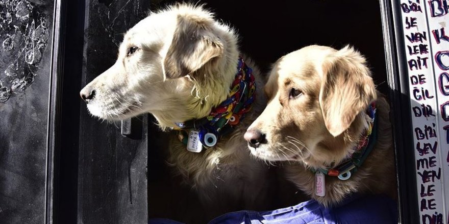 Belediyelere 11 yılda 31,8 milyon liralık sokak hayvanları desteği