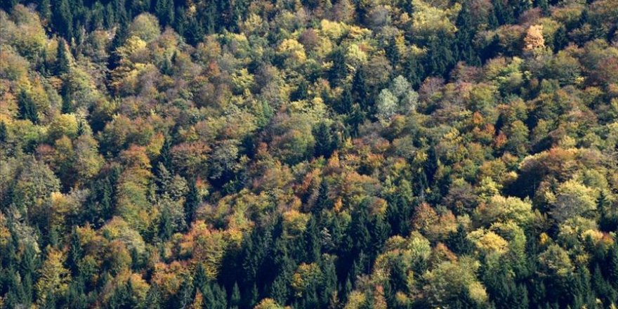 'Örümcek Ormanları' güz renkleriyle bir başka güzel