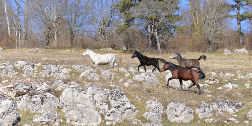 Göktepe Yaylası'nda yılkı atları görüntülendi