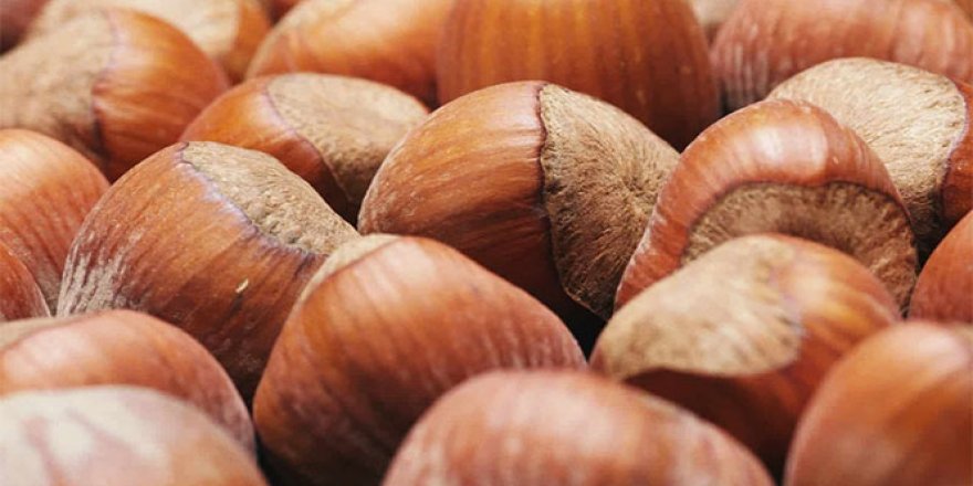 'Fındık altına dönüştü'