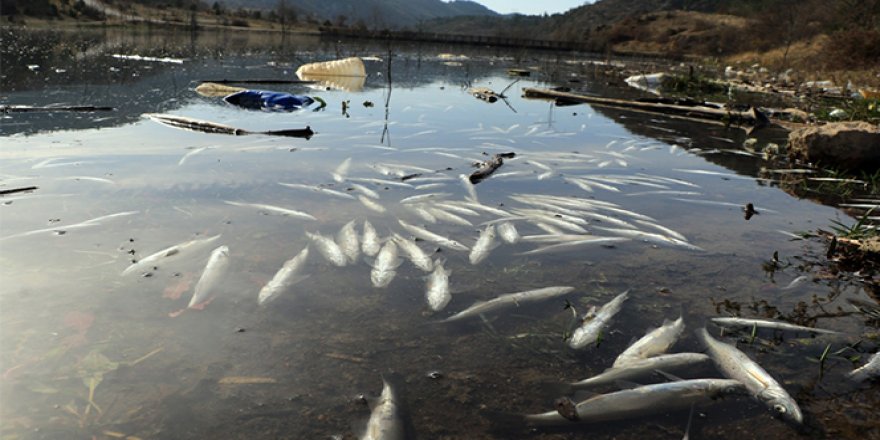 Karabük'te çevre katliamı