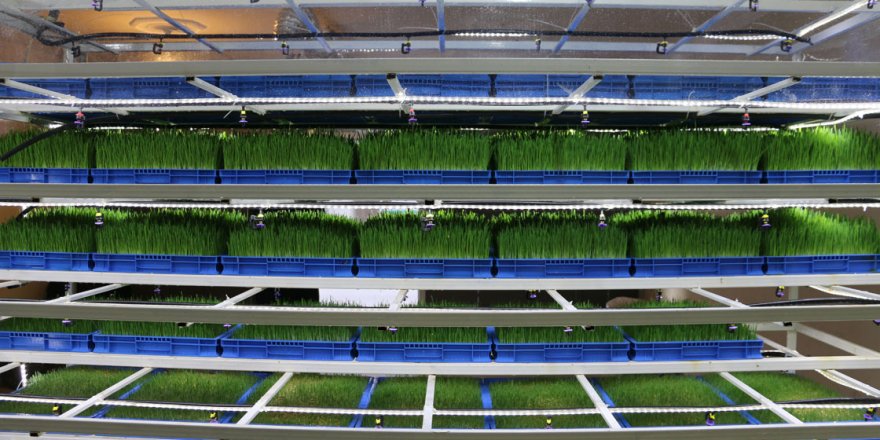 Sigaraya vereceği parayla hayvanları için taze ot yetiştiriyor