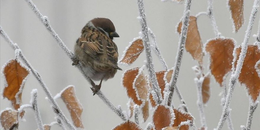 Ardahan sıfırın altında 13 dereceyi gördü