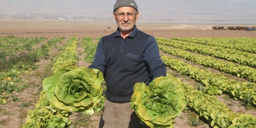Su çekildi, nehir kenarında tarım başladı