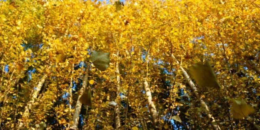 Diyarbakır'da sonbahar güzellikleri