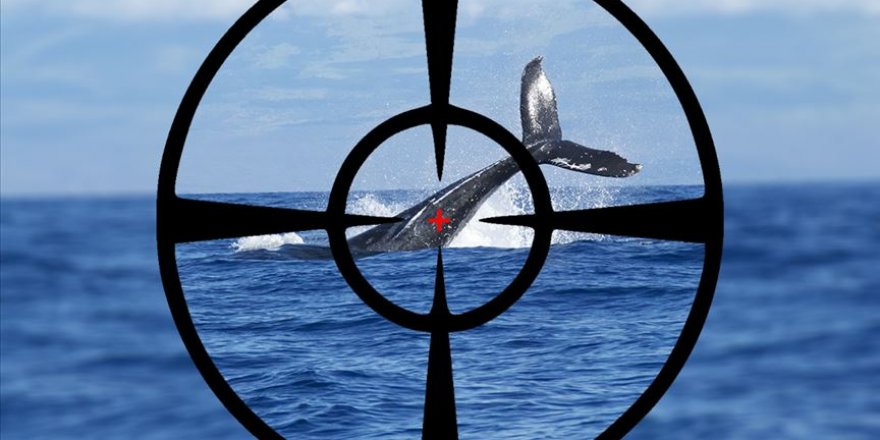 Norveç balina avında Japonya'yı yakaladı