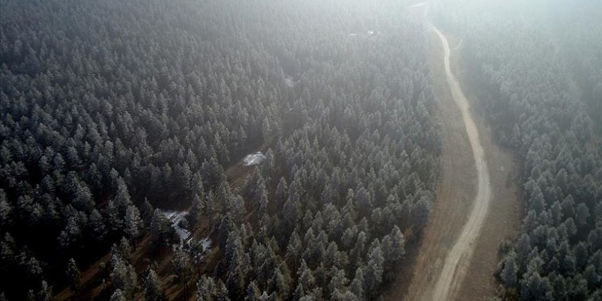 Kırağı tutan sarıçam ormanlarında görsel şölen