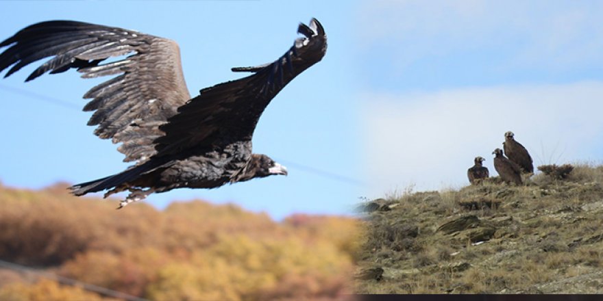Nesli tehlike altında olan Kara Akbabalar Bayburt'ta görüntülendi
