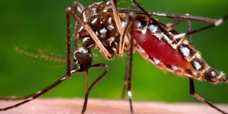 Yemen’de yeni salgın: Dang humması ve malarya