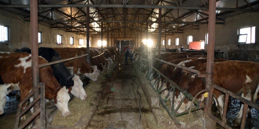 Ağrı'nın bacasız fabrikası hayvancılık