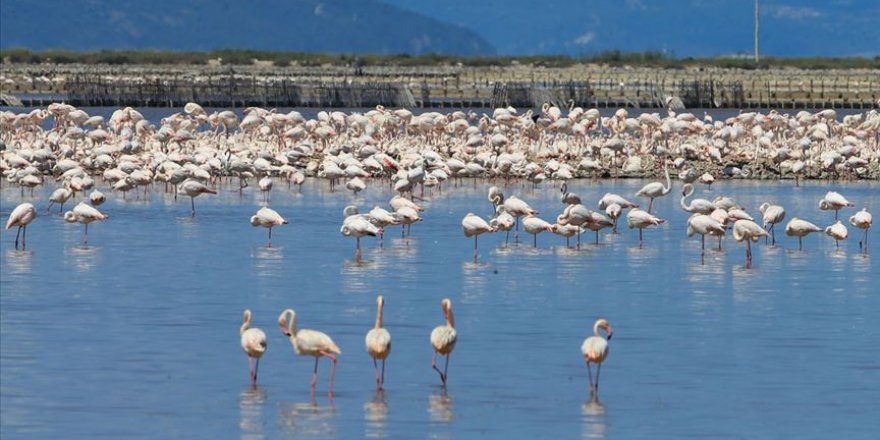 Gediz Deltası'nın dünya mirası olması için çalışma başlatıldı