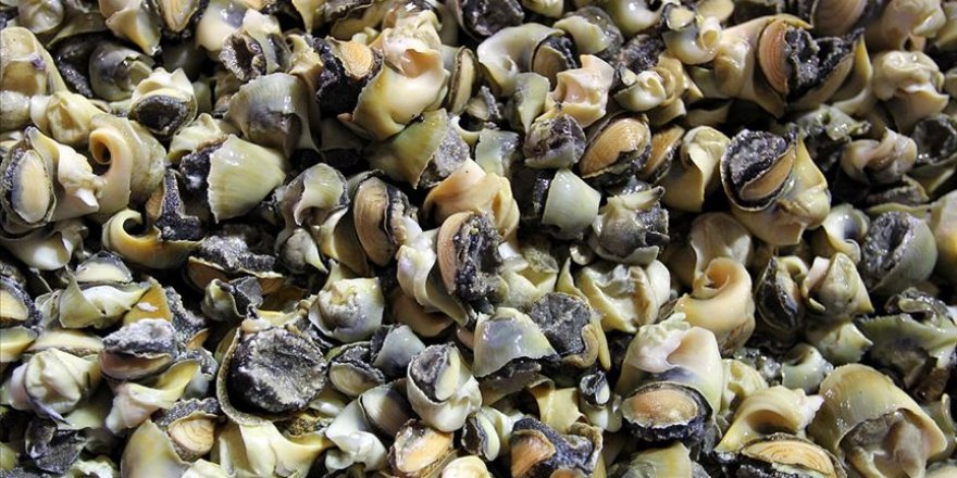 Türkiye'den 6 ülkeye 18 milyon dolarlık deniz salyangozu ihracatı