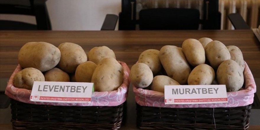 'Leventbey' ve 'Muratbey' gelecek yıl çiftçinin kullanımına sunulacak