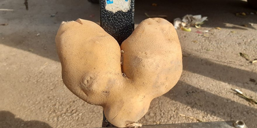 Bu patateslerin tanesi 1 kiloyu geçiyor