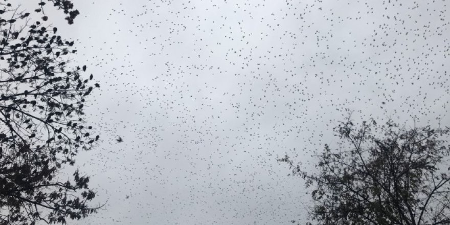 Konya'da sığırcık kuşlarının gökyüzündeki dansı mest etti