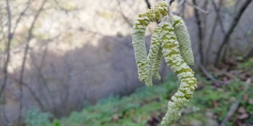 Hava sıcaklığının yüksek seyretmesi fındık ağaçlarını etkiledi
