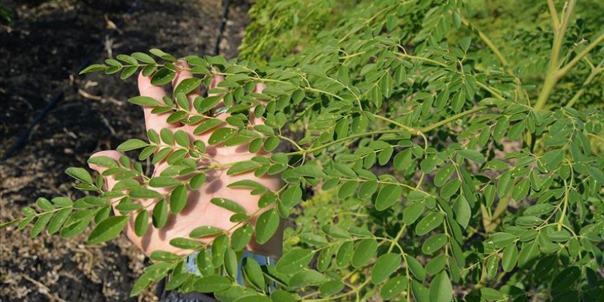'Mucize bitki' moringa oleifera hasadı tamamlandı