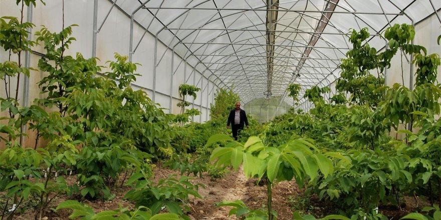 Üretilen ceviz fideleri Türkiye’nin dört bir yanına gönderiliyor