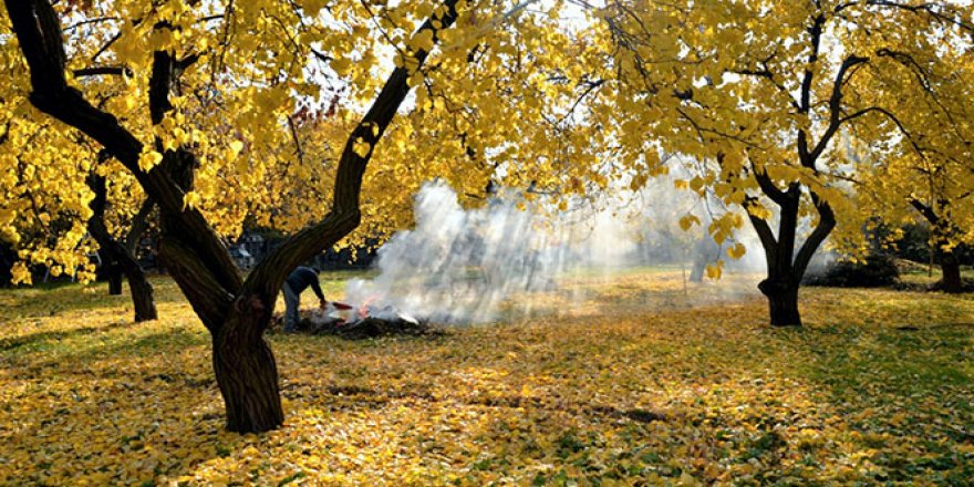 Kayısı ağaçlarında sonbahar uyarısı