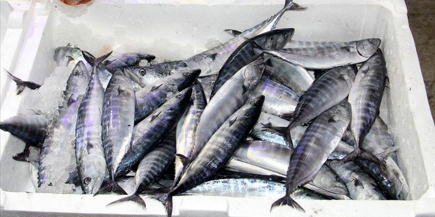 Palamut tekrar ağlara takılmaya başladı