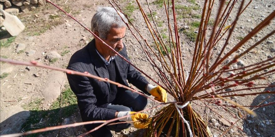 Söğüt dalları Seydali ustanın ellerinde sepete dönüşüyor