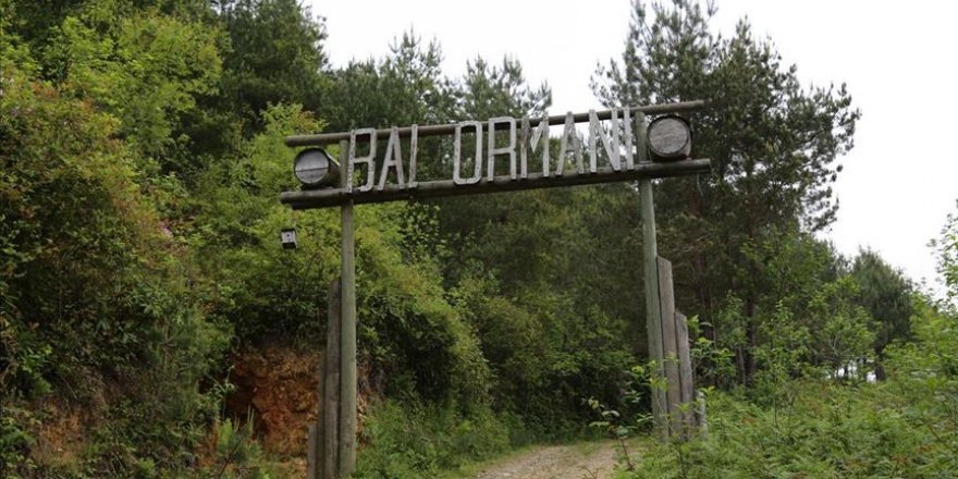 Bal ormanlarının sayısı 2023'e kadar yüzde 40 artırılacak