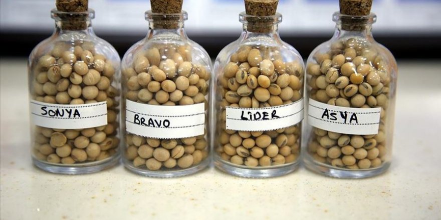 Soyada yerli tohum çiftçiyi kalkındıracak