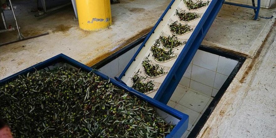 Zeytin ve zeytinyağında 300 milyon dolarlık ihracat hedefi