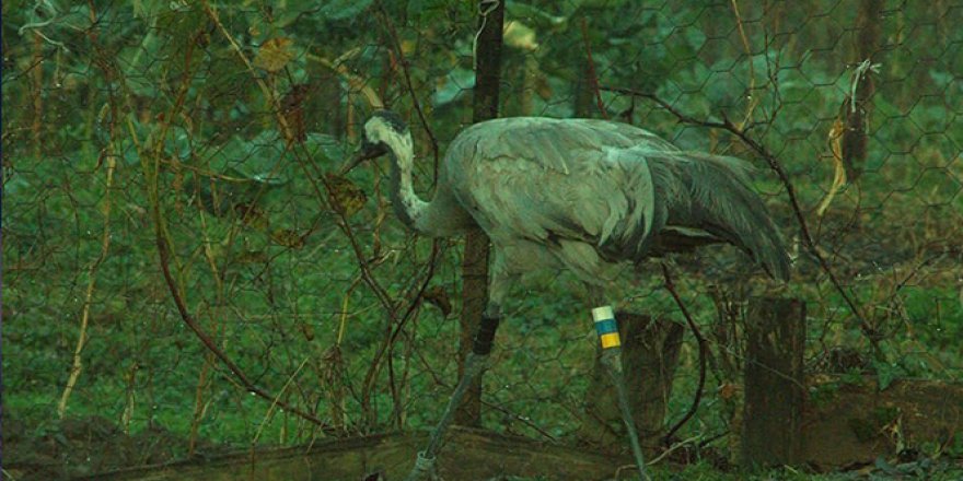 Anadolu dağ turnası Ordu'da görüldü