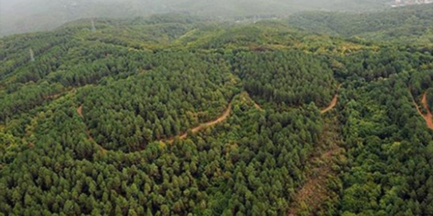19,8 milyon hektar ormanlık alan tapusuna kavuştu