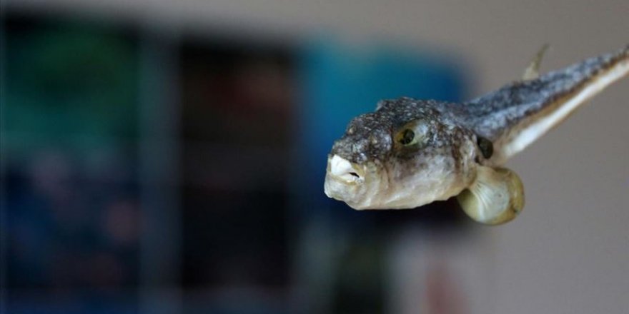 Balon balığının 'ilaç için' ihraç edileceği haberi balıkçıları sevindirdi