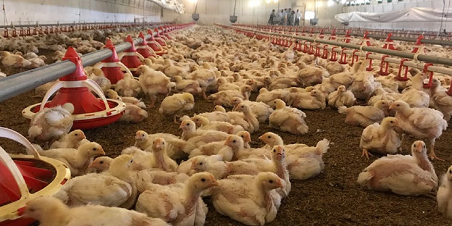 Et tavukları ‘akıllı' kümeslerde yetişiyor