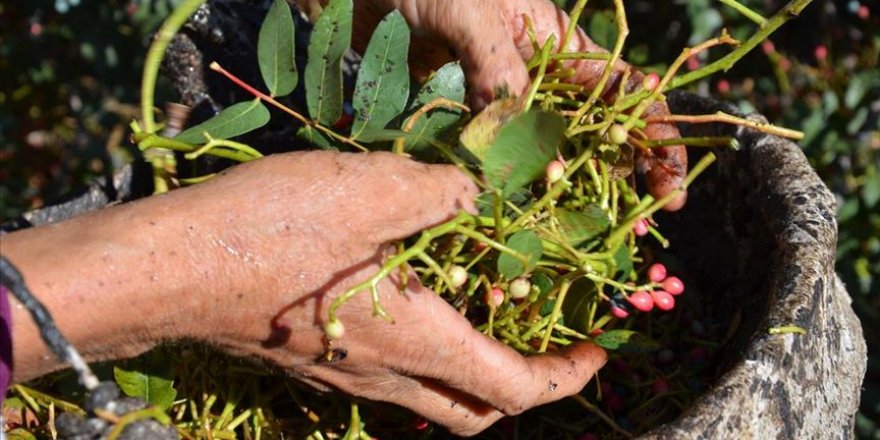 Çitlembik, papatya ve hatmi çiçeği Manisa'nın geçim kapısı oldu