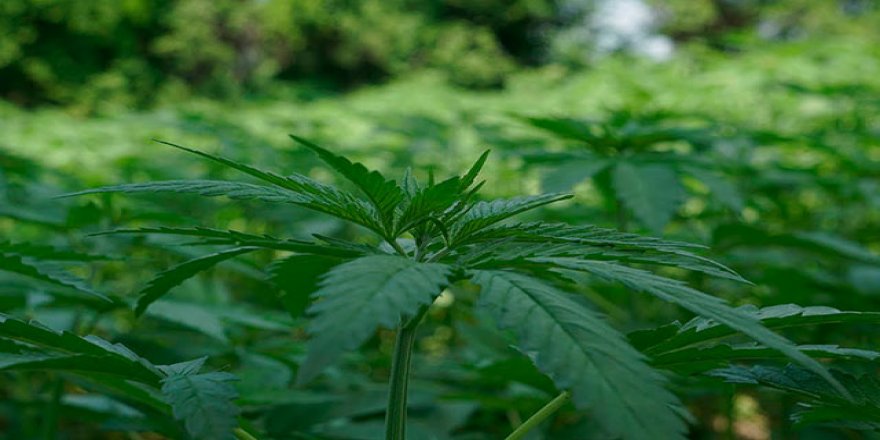 "Oksijen deposu kenevirin ekimi teşvik edilmeli"