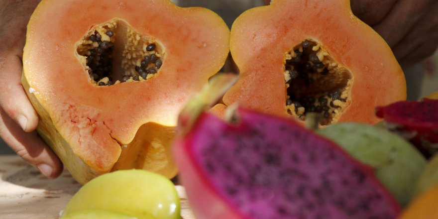 'Tropikal meyve merakı' 2,5 dönümlük sera kurdurdu