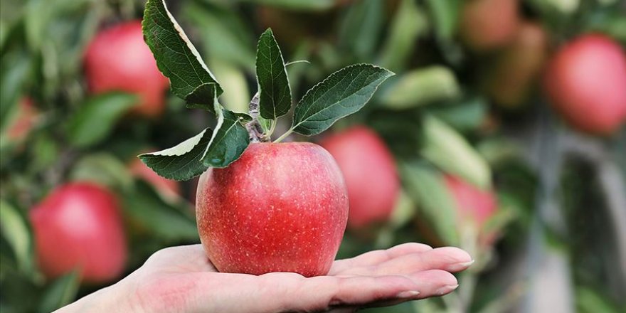 Bozulmadan 1 yıl saklanabileceği iddia edilen elma ürettiler