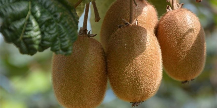 Kivi meyvesinden Ordu ekonomisine 30 milyon liralık katkı