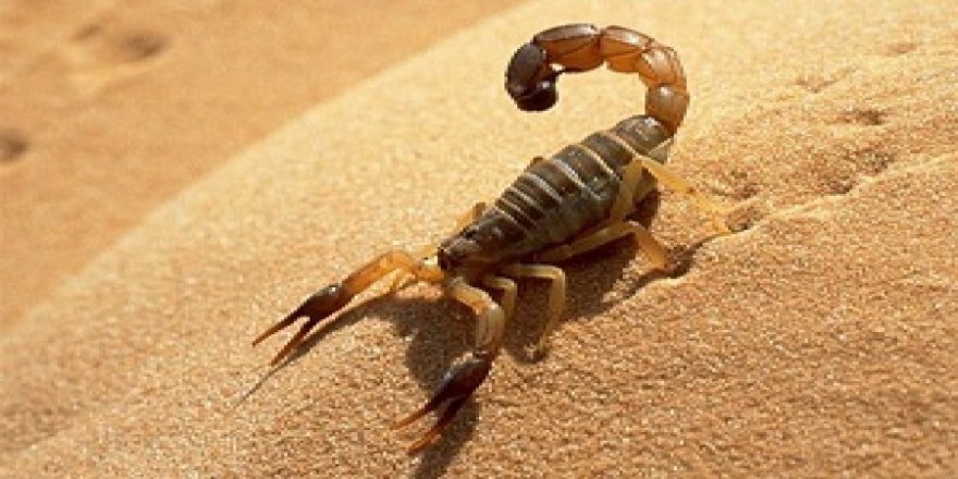 Evinde 217 akrep ele geçirilen kişiye 60 bin lira ceza verildi