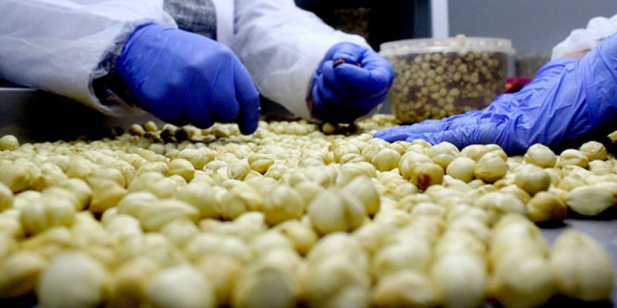 Trabzon'dan yapılan fındık ihracatında rekor artış