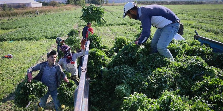 Hatay'da maydanoz hasadı başladı