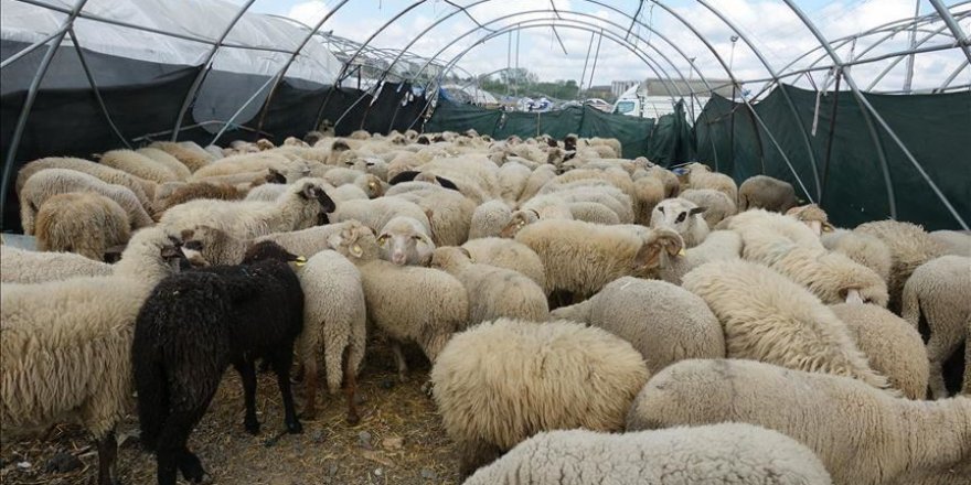 Çoban istihdamına 62 milyon lira destek