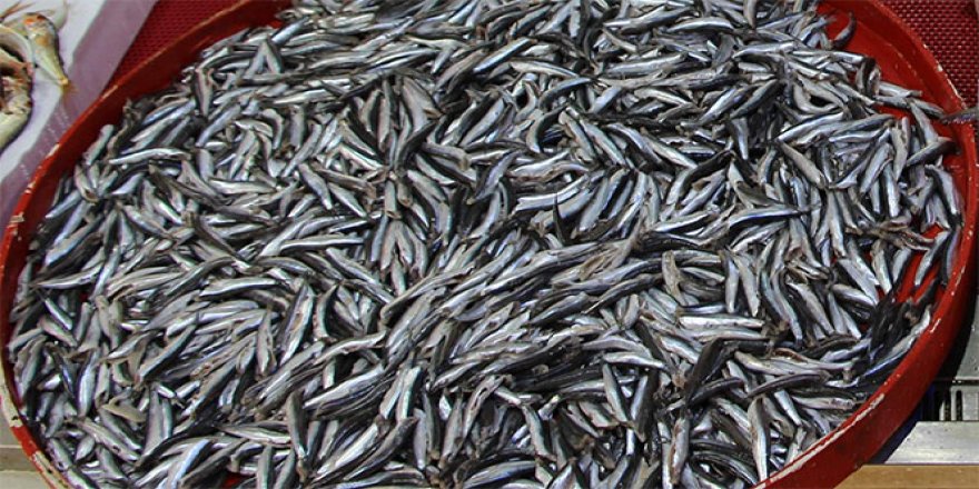 İstenilen irilikte olmayan hamsi için '1 yıl avlanmasın' önerisi