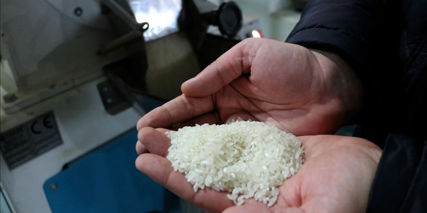 'Beyaz altın' sofralar için hazırlanıyor