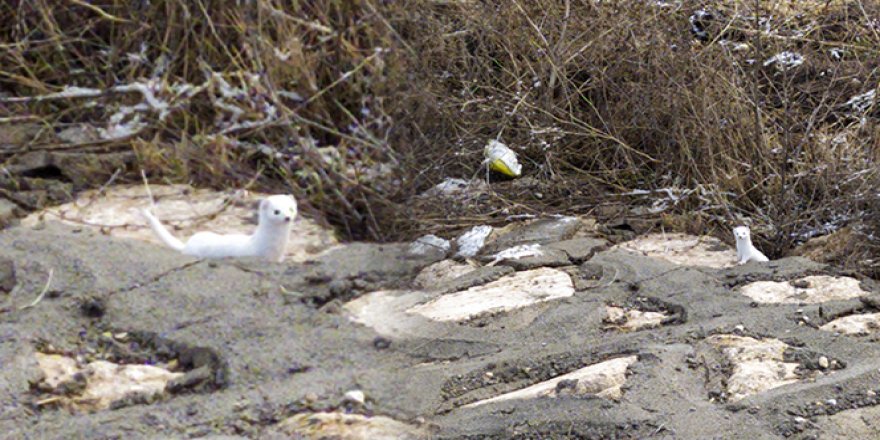 Kış aylarında renk değiştiriyor, Sivas'ta görüntülendi