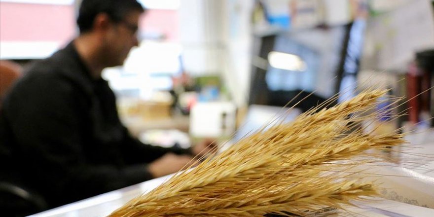 8 bin yıllık tohumlar tarımsal geçmişi gün yüzüne çıkardı